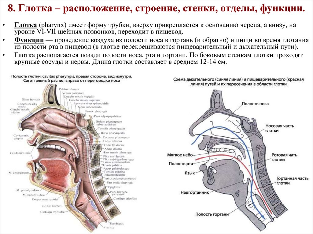 Границы полости рта. Строение ротовой полости сбоку. Строение полости рта вид сбоку. Глотка отделы и функции. Функции глотки анатомия.