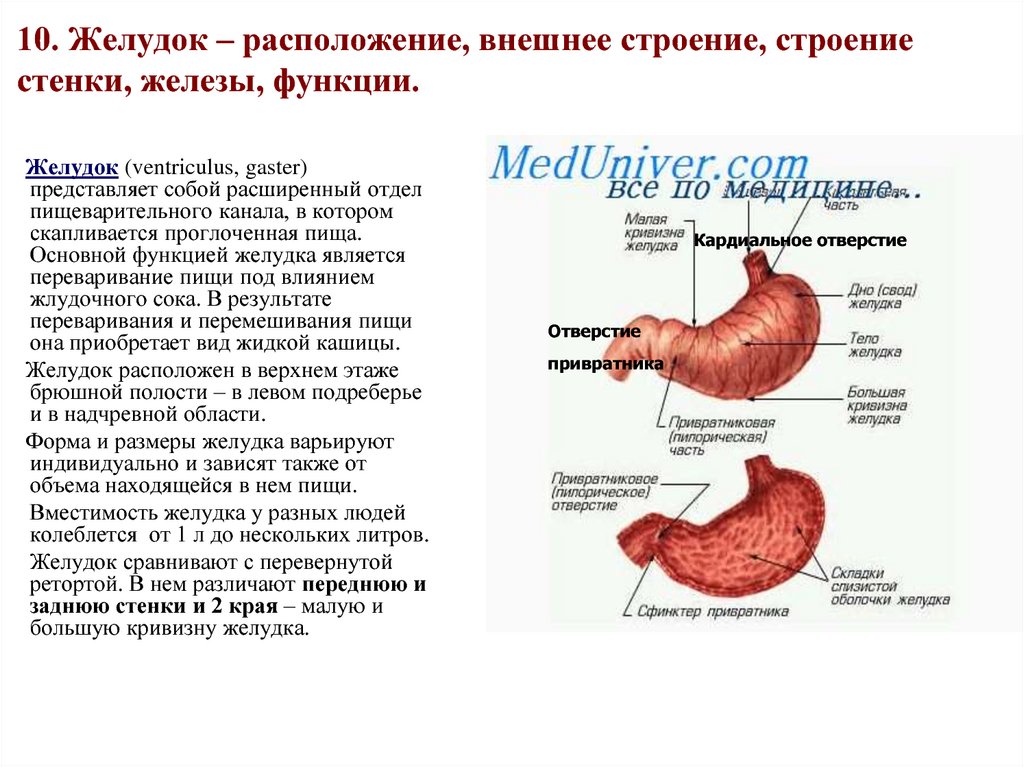 Желудок функция отдела. Железы желудка строение расположение функции. Анатомическое строение,расположение,функции желудка. Желудок человека анатомия строение и функции человеческого тела. Желудочный пузырь расположение строение функции.