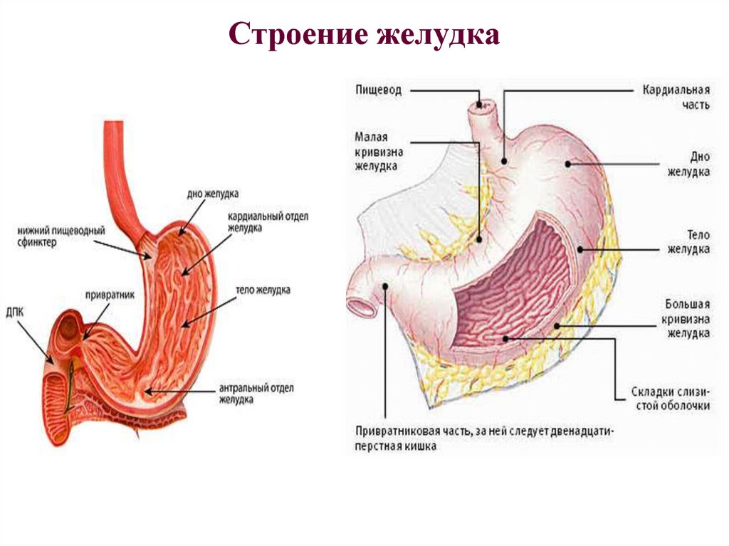 Строение желудка биология. Строение желудка вид спереди. Строение желудка человека анатомия. Части желудка,строение стенки желудка. Внутреннее строение желудка анатомия.