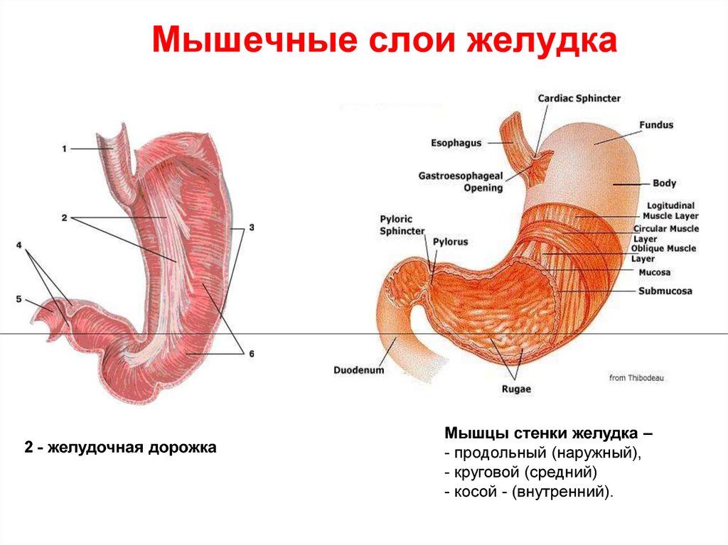 Функция оболочек желудка. Слои стенки желудка анатомия. Строение мышечной оболочки желудка. Строение внутреннего слоя желудка. Мышечная оболочка желудка анатомия.