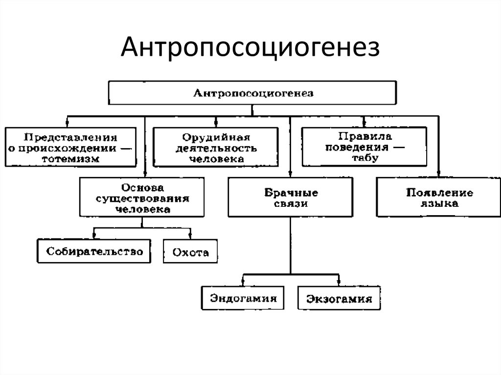 Факторы генезиса. Основные этапы антропосоциогенеза таблица. Составьте схему антропосоциогенеза. Сущность антропосоциогенеза в философии. Схема факторы антропосоциогенеза.