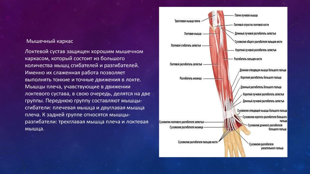 Схема кровоснабжения локтевого сустава