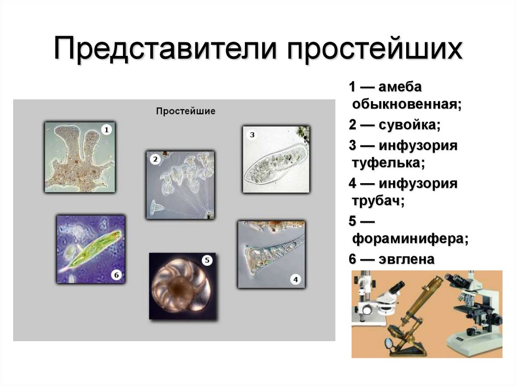 Представители простейших. К простейшим относятся. Кого относят к простейшим. К простейшим не относится.