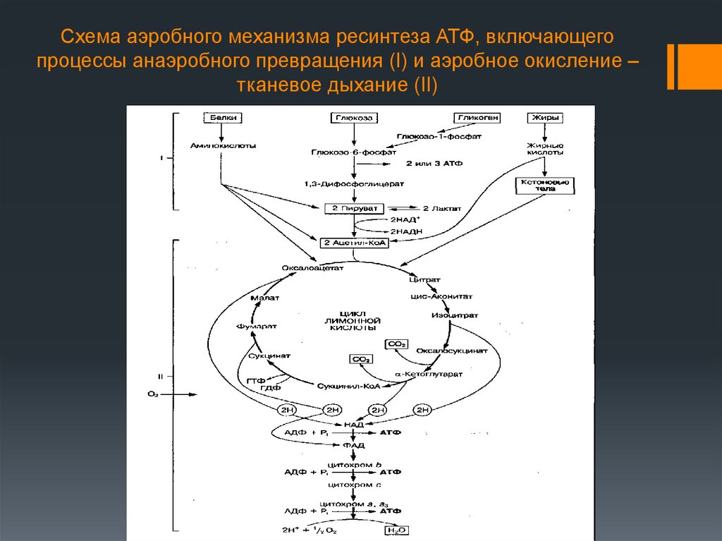 Ведущий механизм синтеза атф. Ресинтез АТФ схема. Аэробный механизм ресинтеза АТФ. Аэробный путь ресинтеза АТФ схема. Механизм ресинтеза АТФ аэробный гликолиз.