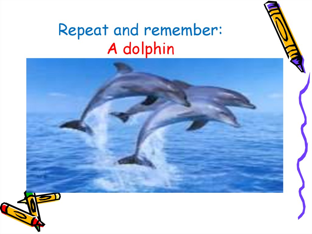 Repeat and remember: A dolphin