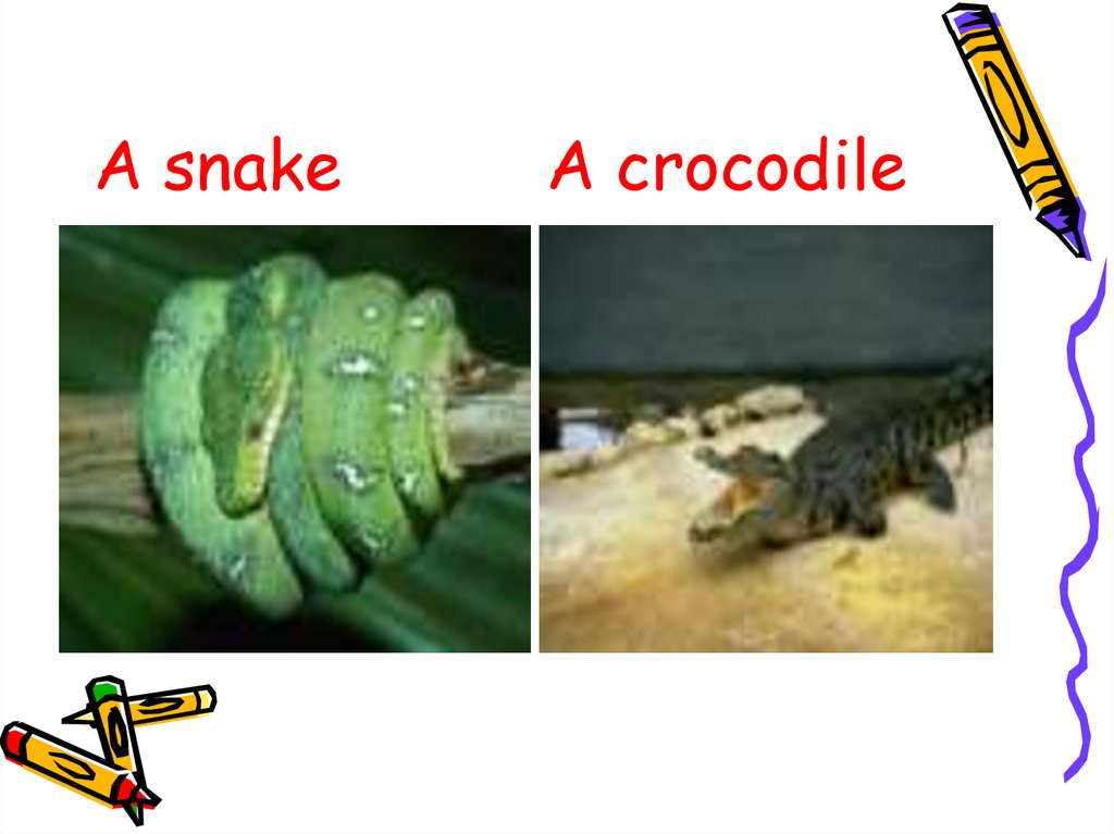 A snake A crocodile