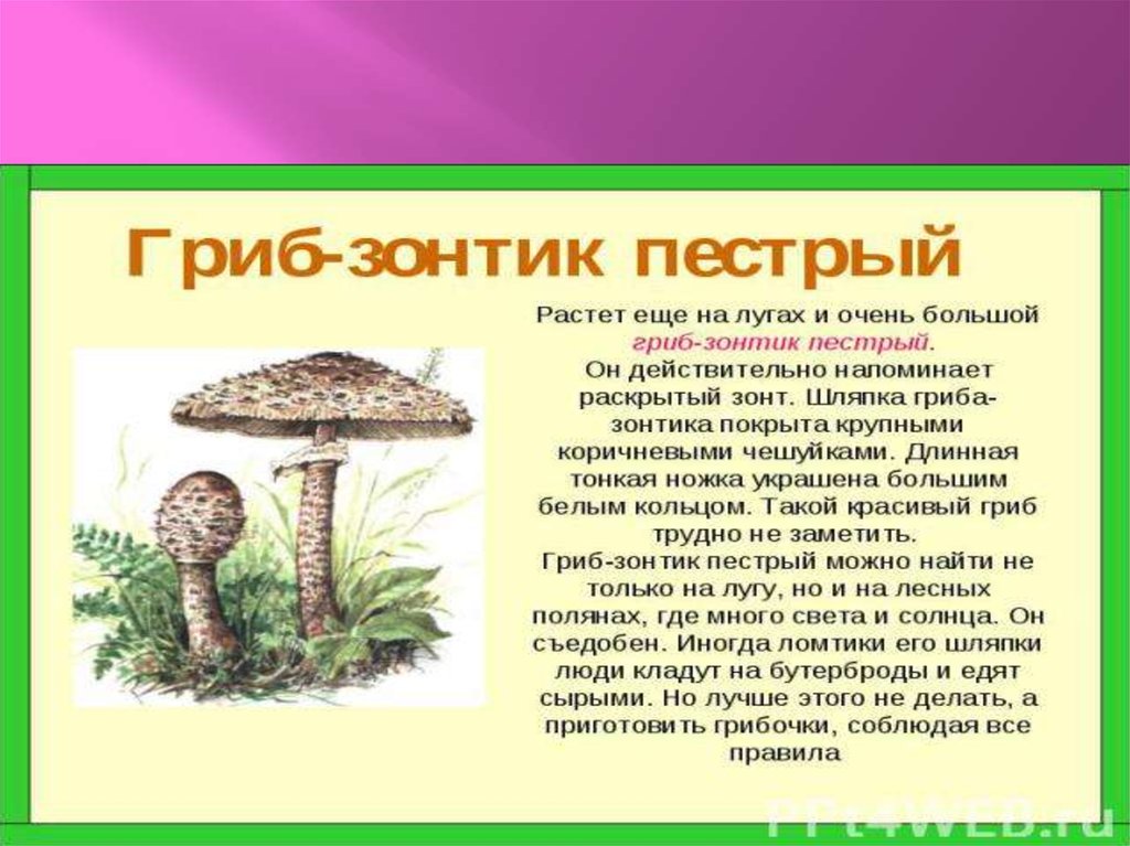 Ядовитые растения и грибы. Сообщениео едовитыхрастения и грибах. Грибы обж 8 класс