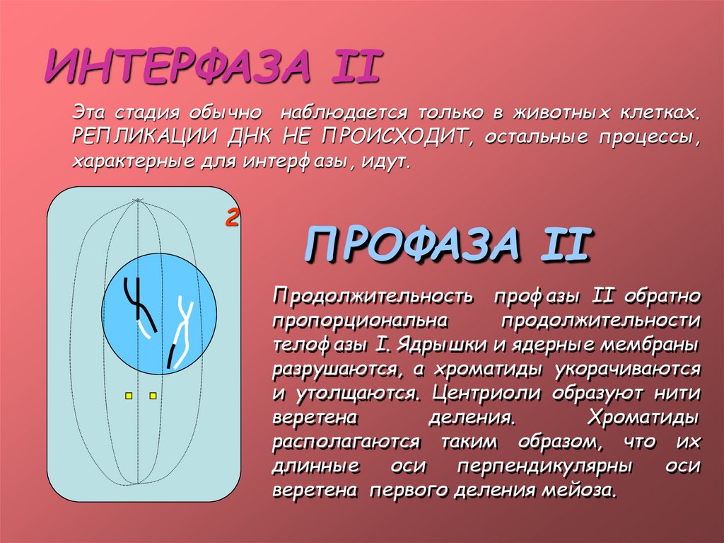 2 в интерфазе происходит. Процессы, характерные для интерфазы клетки.. Интеркинез мейоза. Интерфаза 2. Мейоз интеркинез 1.