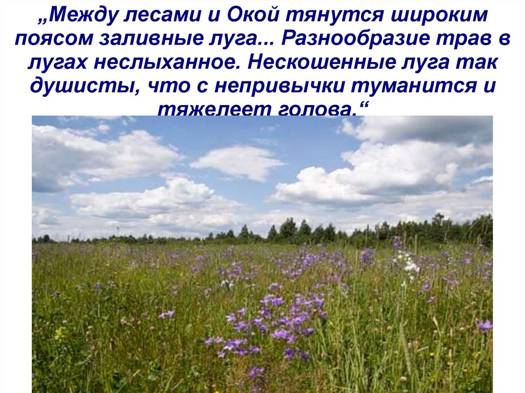 Между лесами. Нескошенные Луга душисты. Луга Паустовский. Разнообразие трав в лугах неслыханное нескошенные. Нескошенные Луга так душисты что с непривычки туманится.