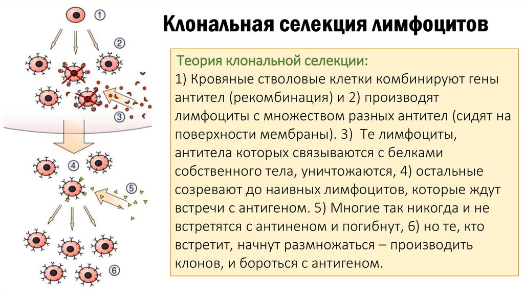 Клонально селекционная теория иммунитета