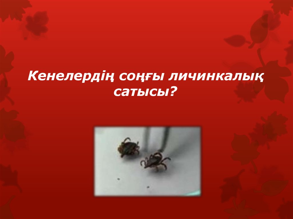 Кенелердің соңғы личинкалық сатысы?