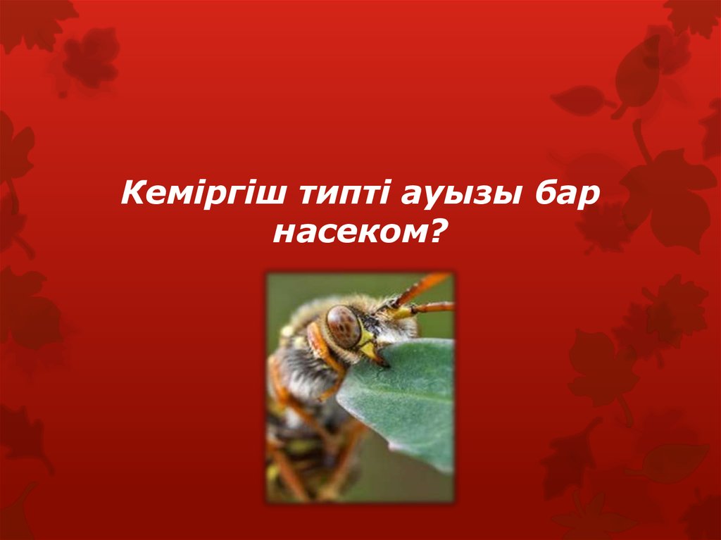 Кеміргіш типті ауызы бар насеком?