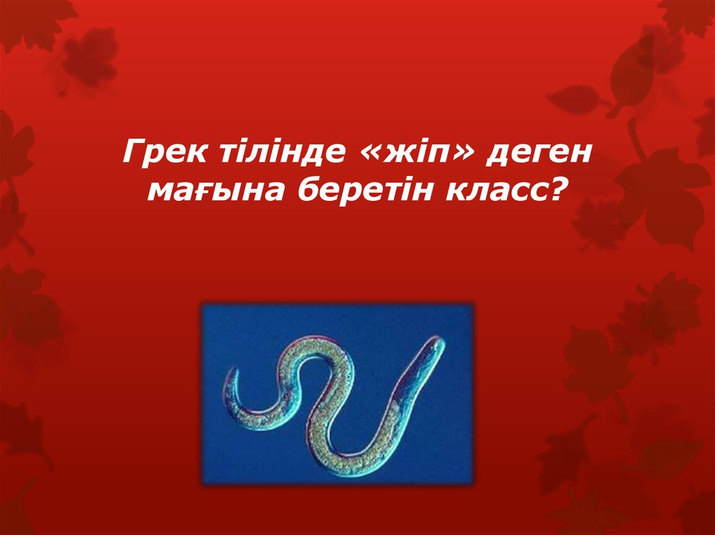 Грек тілінде «жіп» деген мағына беретін класс?
