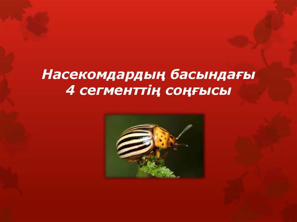 Насекомдардың басындағы 4 сегменттің соңғысы