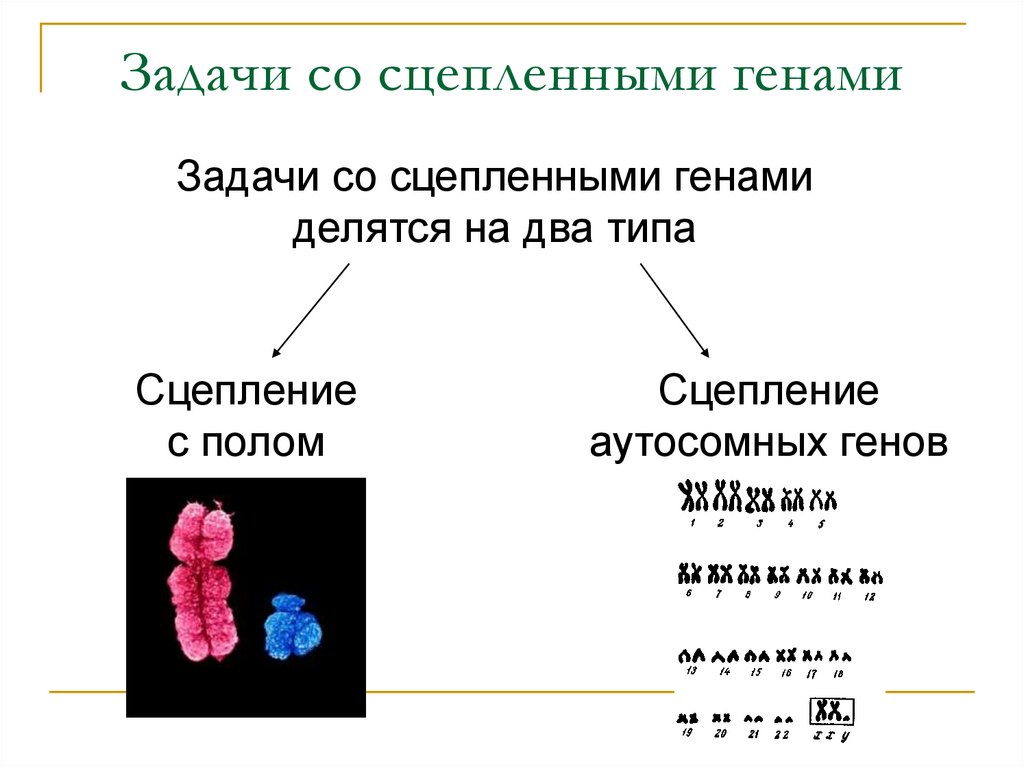 Сцепленное наследование генов презентация