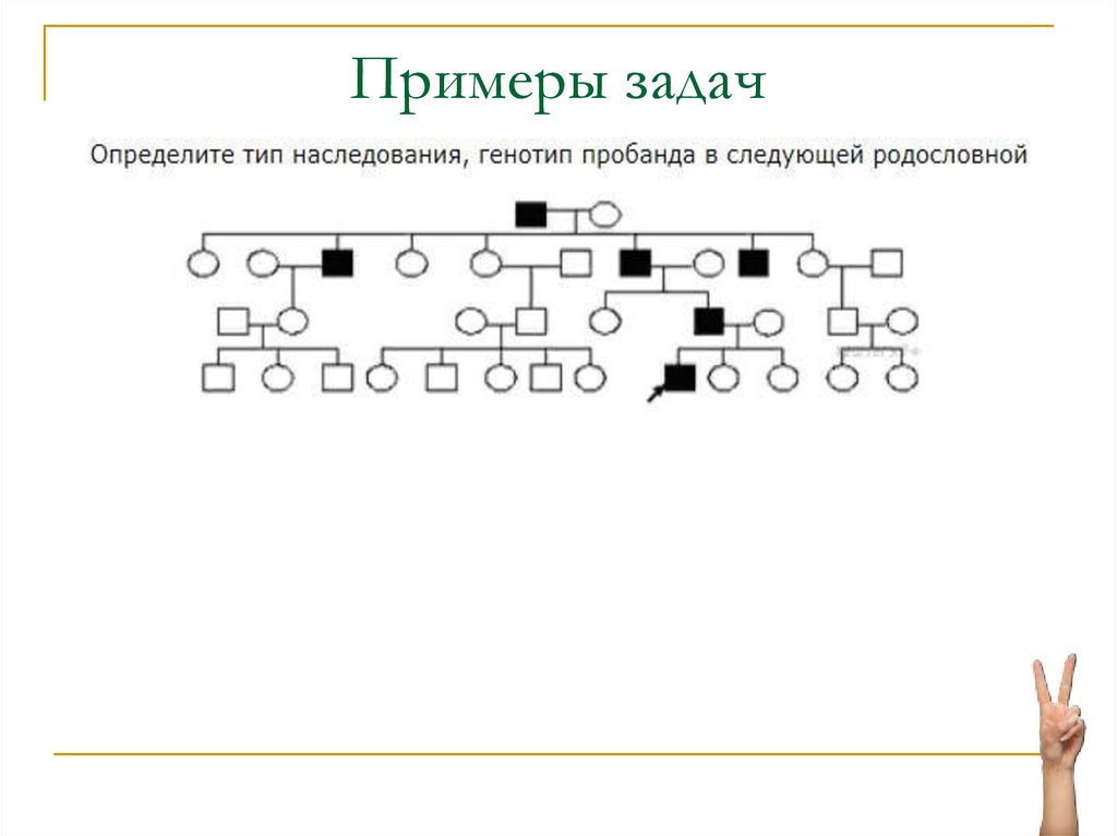 28 биология. Промежуточный Тип наследования. Тип наследования p. Прямые волосы Тип наследования. Промежуточный Тип наследования волос.