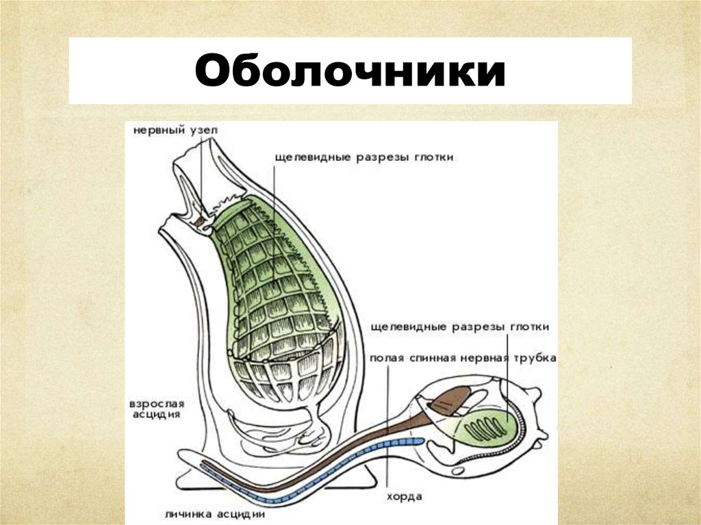 Строение асцидии схема