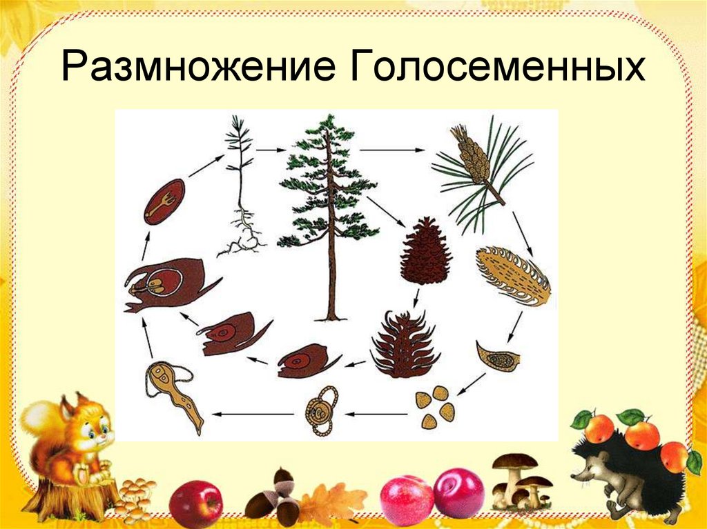 Размножение голосеменных растений сосны. Размножение голосеменных растений. Цикл размножения голосеменных растений. Размножение голосеменных схема. Голосеменные растения размножаются схема.