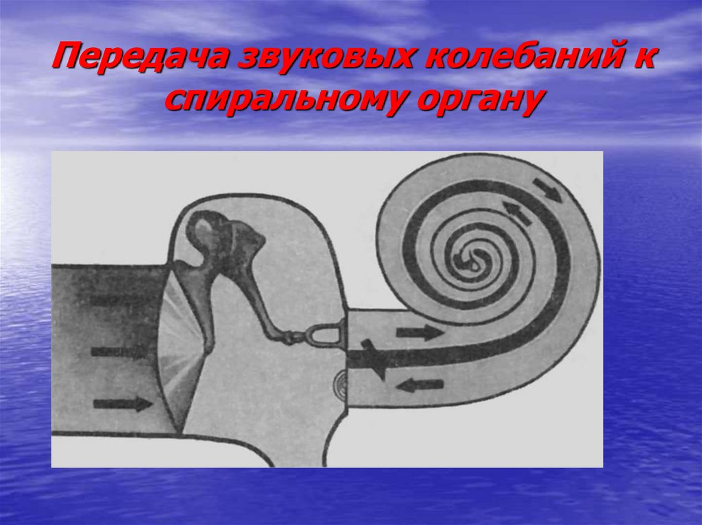 Передача органов. Передача звуковых колебаний к спиральному органу. Звуковые колебания примеры. Укажите последовательность передачи звуковых колебаний:. Передача звука картинки.