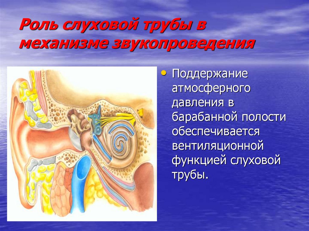 Особенности строения слуховой трубы какую функцию выполняет. Роль слуховой трубы. Роль слуховой трубы в звукопроведении. Функция слуховой трубы в ухе. Функции слуховой евстахиевой трубы.
