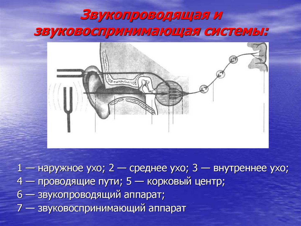 К звукопроводящему аппарату органа слуха относятся. К звукопроводящему аппарату слухового анализатора относят. К звукопроводящим образованиям слухового анализатора относятся. Физиология звукопроводящего отдела слухового анализатора.