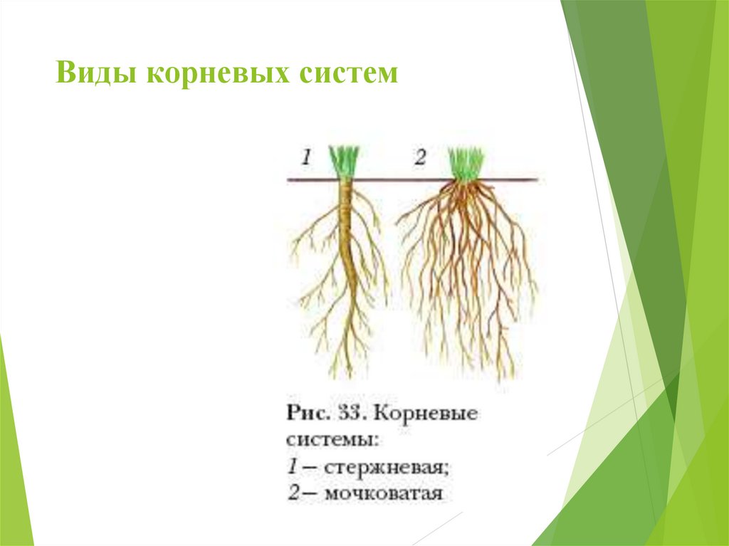 Какую часть корневой системы удаляют. Строение мочковатой корневой системы. Типы корневых систем стержневая и мочковатая. Схема стержневой и мочковатой корневых систем. Мочковатая корневая система это в биологии 6 класс.