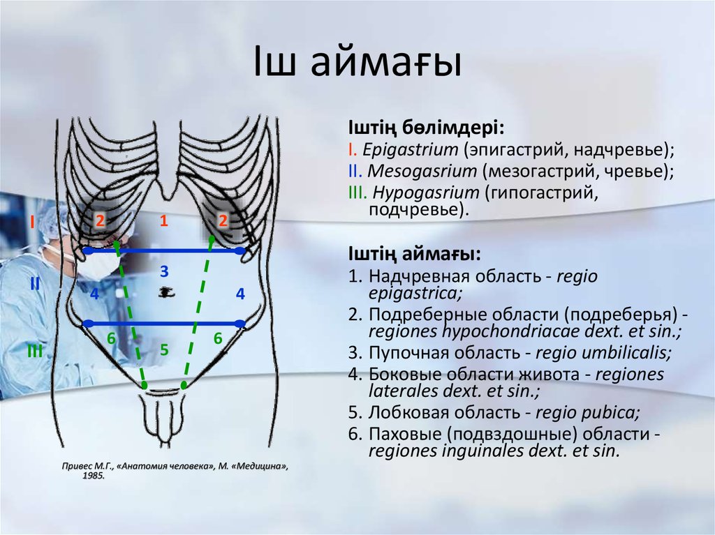 Мезогастрий