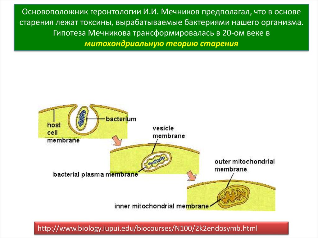 Митохондриальная теория старения презентация