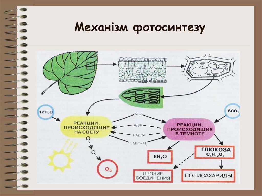В реакциях фотосинтеза энергия света. Ментальная карта процесс фотосинтеза. Интеллект карта фотосинтез. Схема процесса фотосинтеза. Общая схема фотосинтеза.