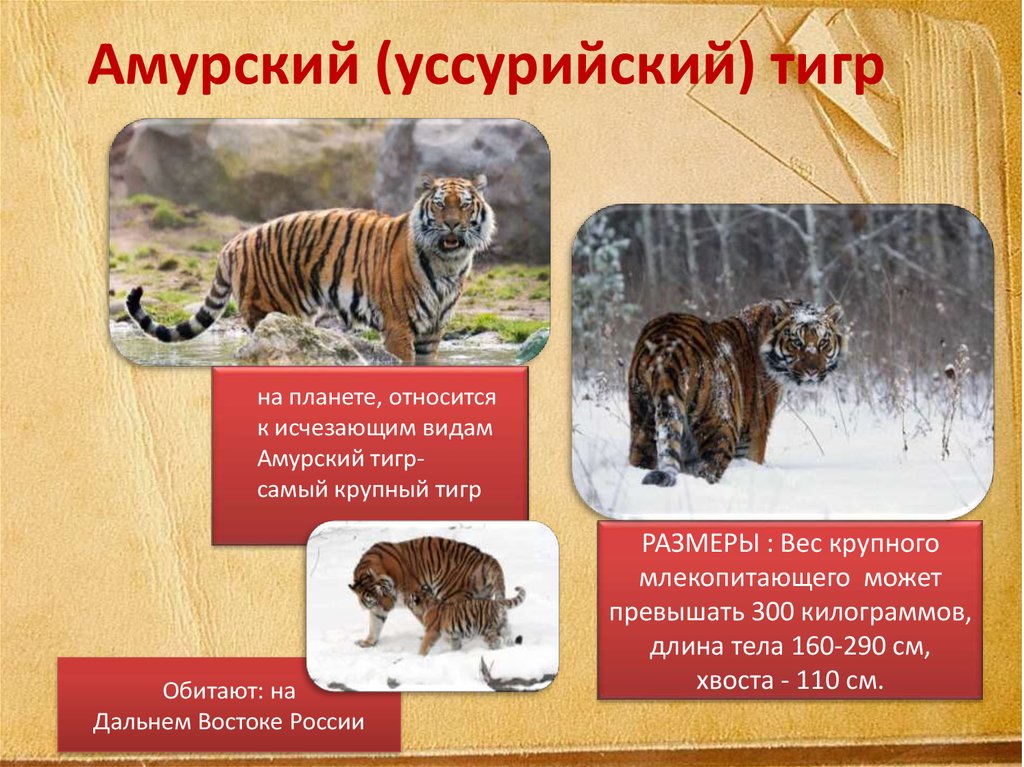 Амурский (уссурийский) тигр