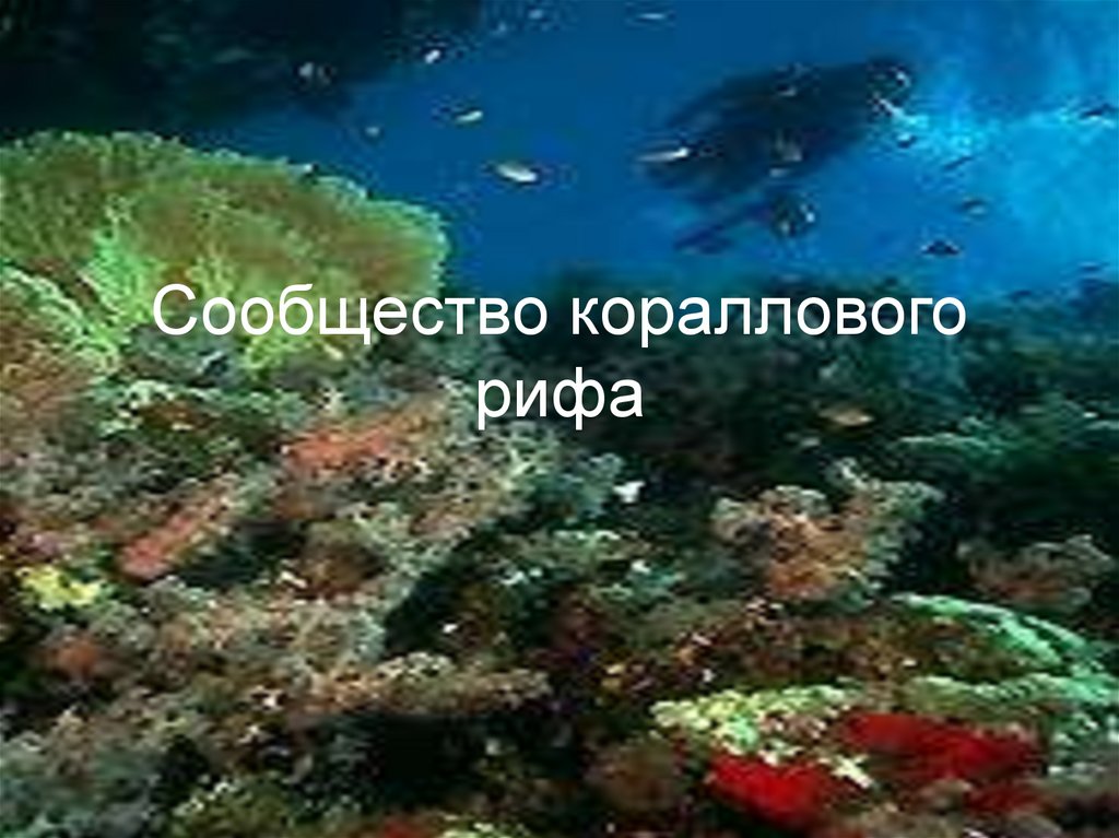 Сообщество кораллового рифа