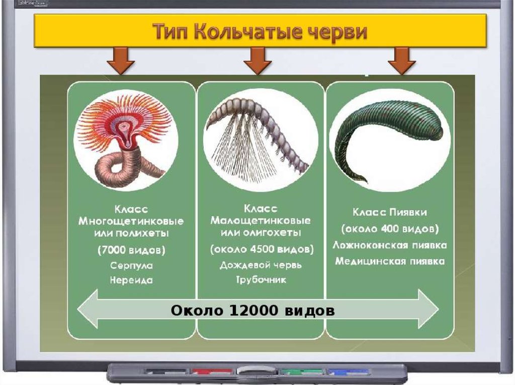 Кольчатые черви классификация. Классификация кольчатых червей. Тип кольчатые черви классификация. Схема классификации кольчатых червей.