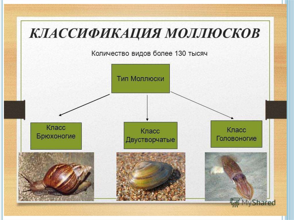 Общая характеристика классы моллюсков. Типы моллюсков 7 класс биология. Тип моллюски класс брюхоногие классификация. Тип моллюски 7 класс биология конспект. Систематика брюхоногих моллюсков 7 класс.