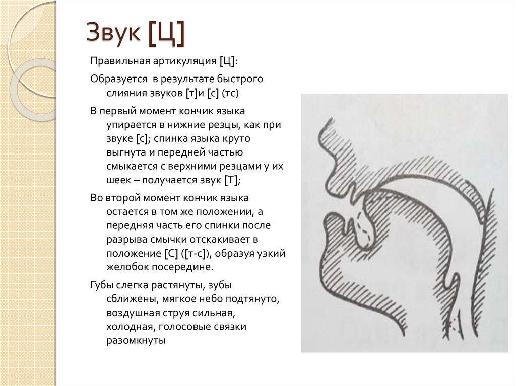 Постановка звука ц презентация