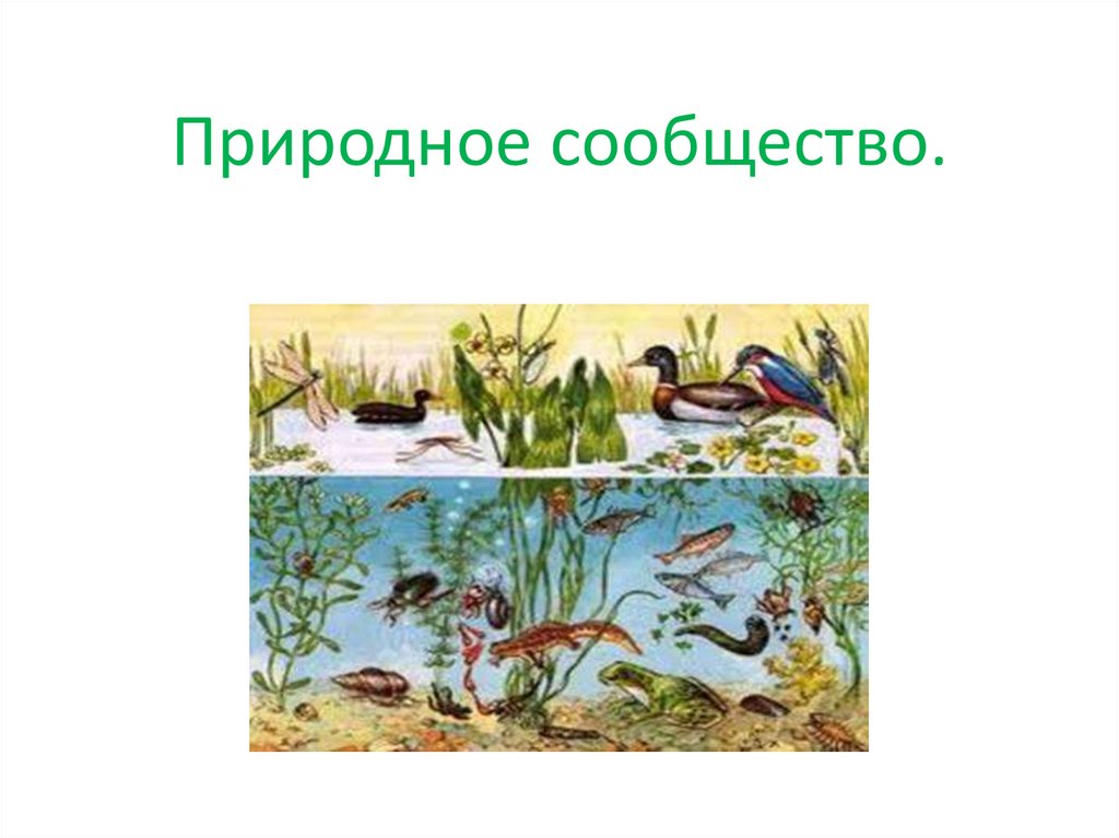 Рисунок сообщество биология 5 класс. Природные сообщества. Изображение природных сообществ. Природный. Многообразие природных сообществ.