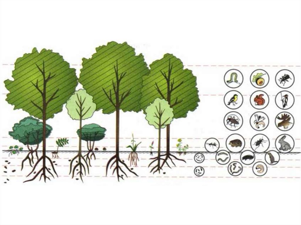 Состав лиственных лесов