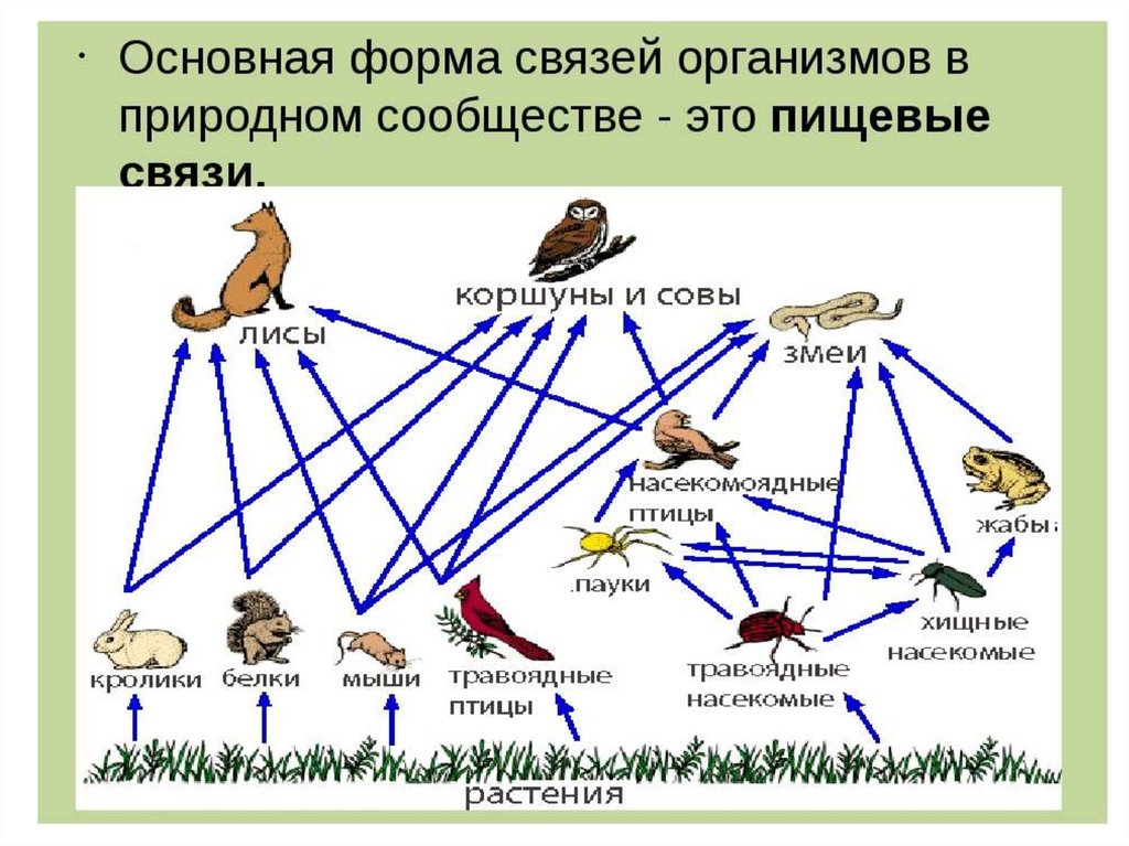 Какие виды организмов. Пищевая сеть это в биологии. Трофические связи схема. Трофические связи схема пищевых связей. Сеть питания это в биологии.