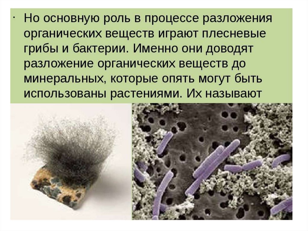 Какие вещества образуют тело бактерии