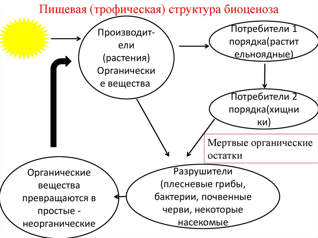 Схема природного сообщества 6 класс биология