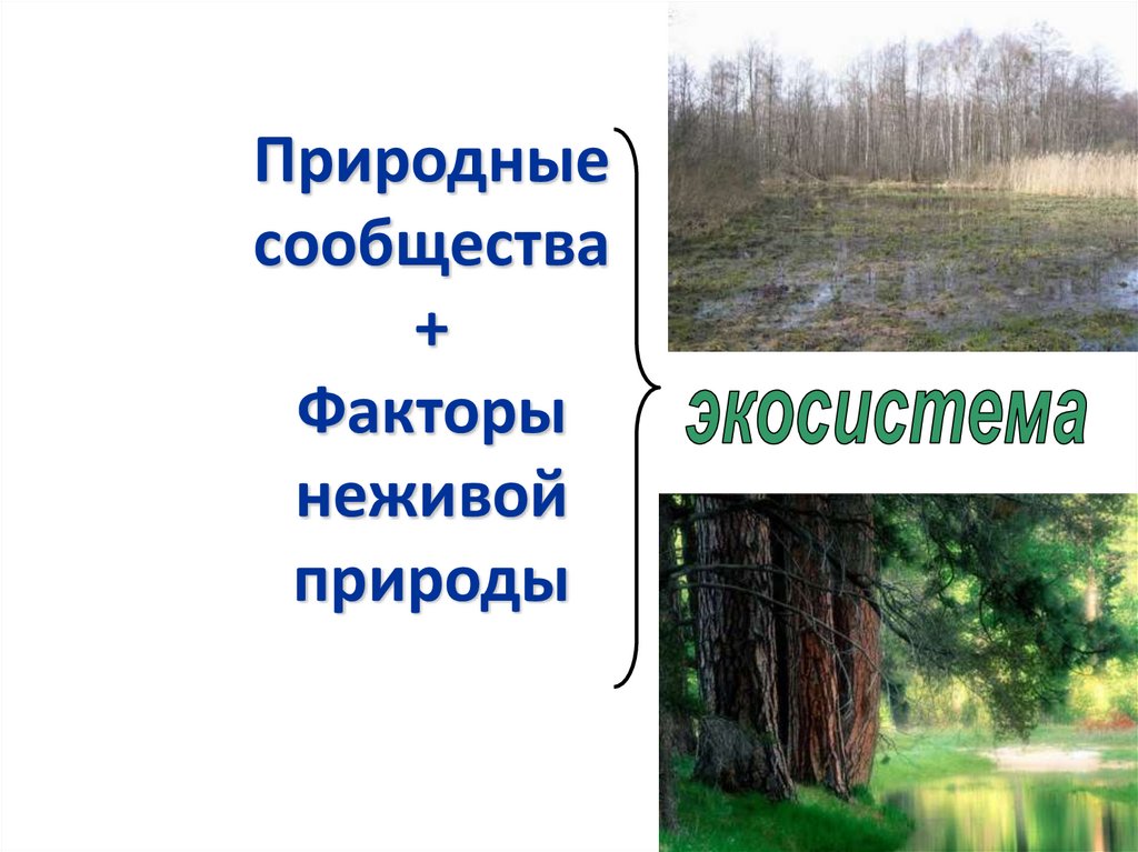 Презентация смена природных сообществ 6 класс пономарева