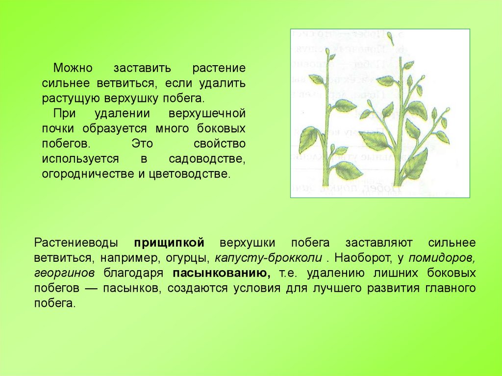 Почему почку называют зачаточным побегом