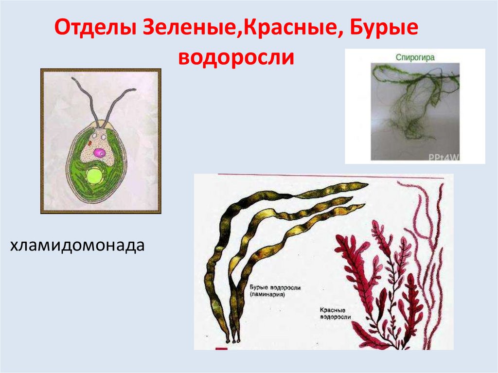 Схема красных и бурых водорослей