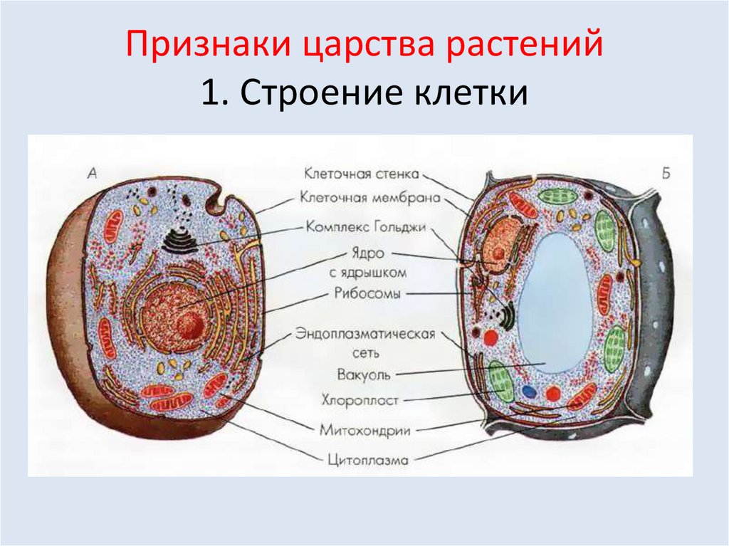 Строение клетки история