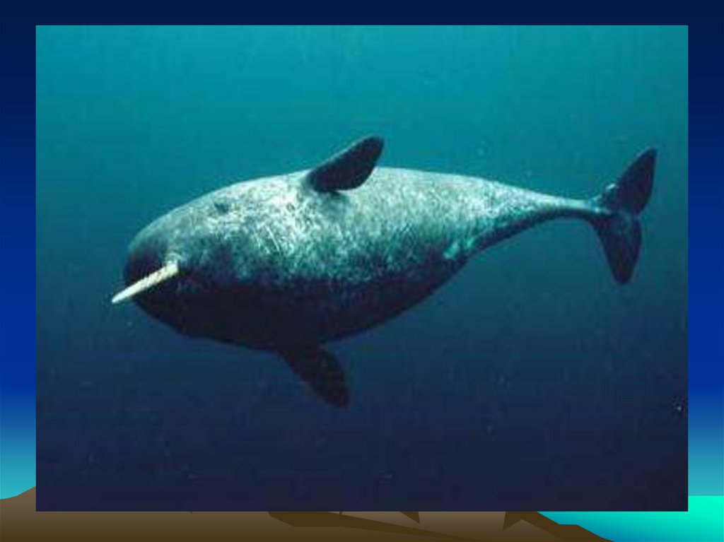 Единорог нарвав. Нарвал (monodon Monoceros). Гренландский кит и нарвал. Подводный Единорог нарвал. Нарвал Антарктида.