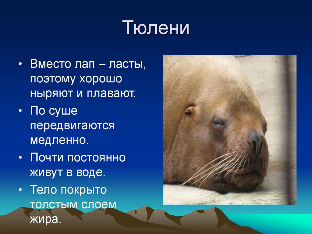 Лапа ласта. Тюлень. Интересные факты о тюлен. Интересные факты о ластоногих. Тюлень презентация.