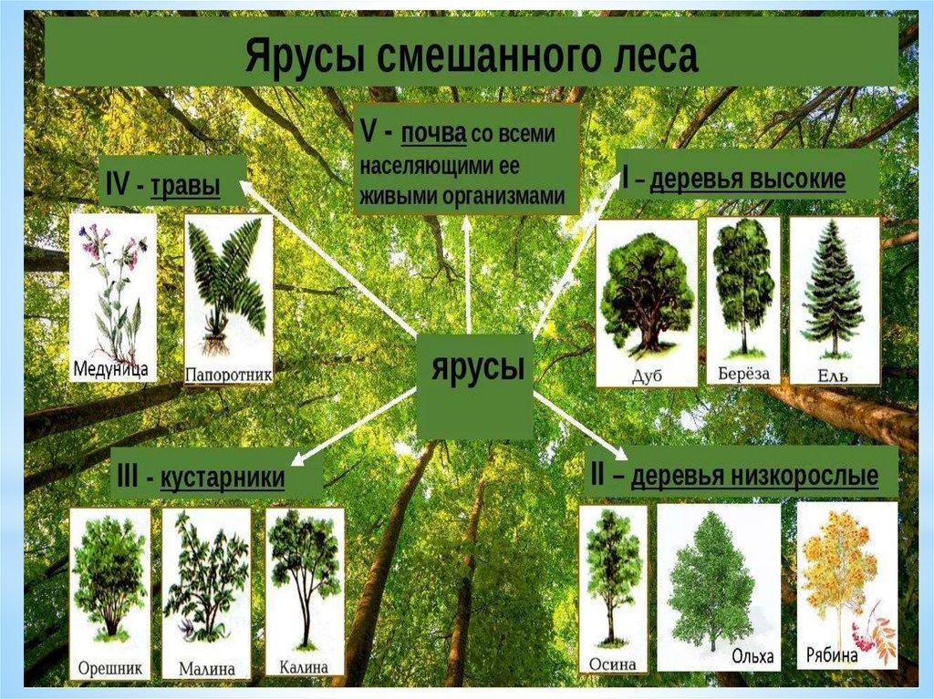 Параграф 17 биология растительные сообщества. Природное сообщество смешанного леса. Леса для презентации. Леса презентация 2 класс. Деревья в смешанных лесах.