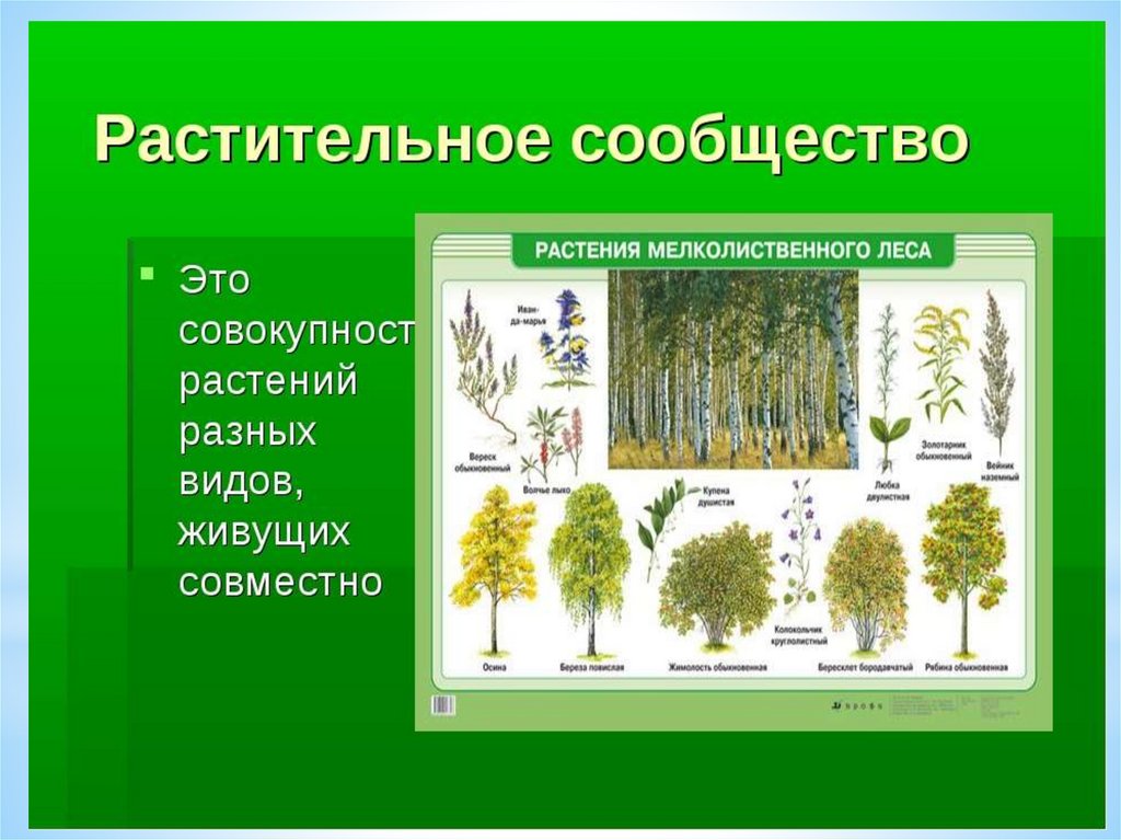 Биология 7 класс тема структура растительного сообщества. Растительные сообщества. Растительные сообщества вилы. Виды растительных сообществ. Растительное сообщество растений.