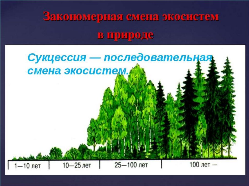 Изм лес. Сукцессии растительных сообществ. Растительные сообщества формирование. Развитие экосистем: сукцессии, этапы сукцессии.. Растительные сообщества схема.