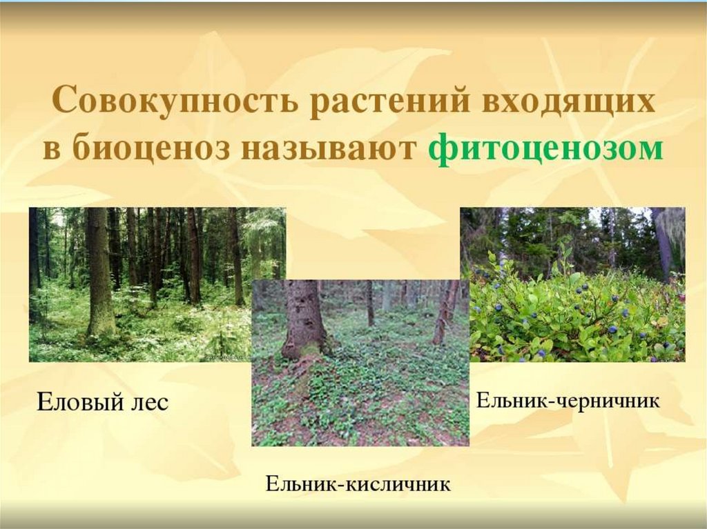 Доклад на тему растительные сообщества. Растительные сообщества леса. Растительное сообщество лес. Растения растительного сообще. Разнообразие растительных сообществ.
