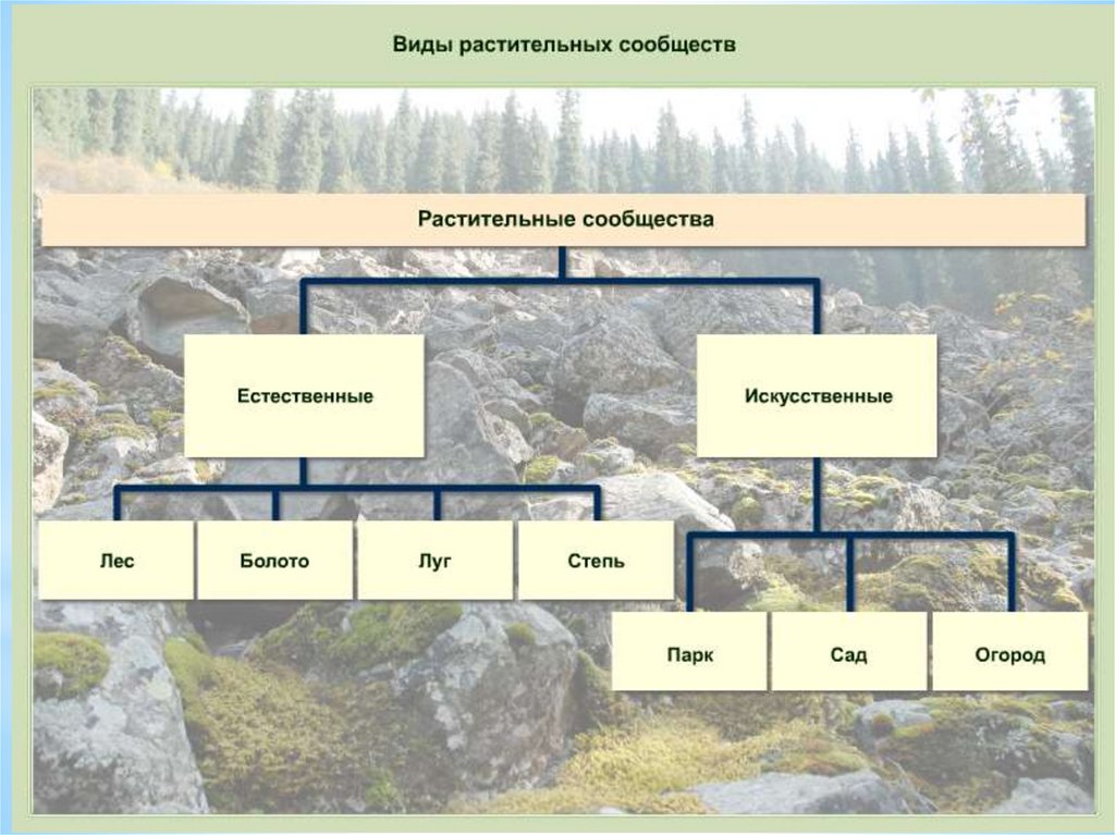 Таблица по биологии природные сообщества. Виды растительных сообществ. Растительные сообщества схема. Типы растительности схема. Разновидность сообщества растений.